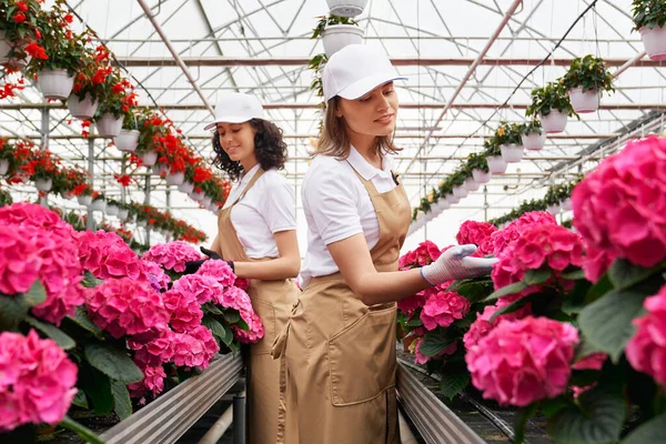 Two pretty women working in large modern greenhouse. — Stock Photo, Image