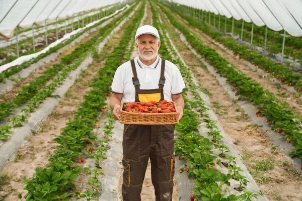 Jordbrukare som håller korg med färska röda jordgubbar. — Stockfoto