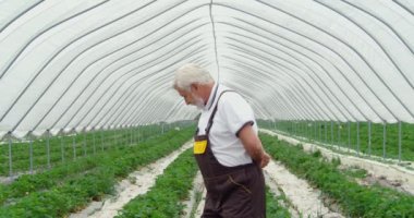 Özel üniformalı yetişkin bir adamın güvenli modern serada yetişen kırmızı çilekleri izlediği ön manzara. Büyüyen böğürtlenleri büyük bir serada gözlemleme kavramı