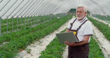 Modern dizüstü bilgisayarda çilek hakkında yeni ilginç ve kullanışlı bilgiler arayan kıdemli bir adamın ön görüntüsü. Serada işlem arama bilgisi kavramı