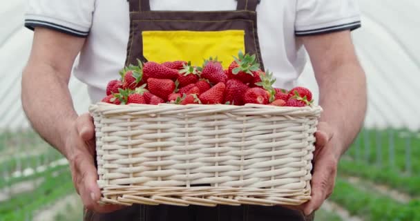 シニア男性がウィカーバスケットを持ち、現代の温室で新鮮な熟したイチゴを嗅ぐことができます。おいしい赤い果実の香りを賞賛する概念 — ストック動画