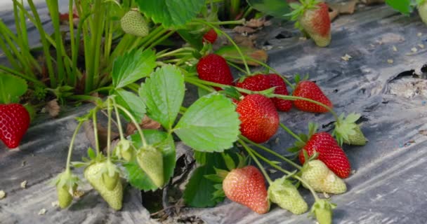 Fresas frescas de temporada que crecen en invernadero — Vídeos de Stock