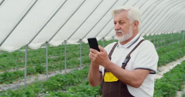 大規模な近代的な温室内のケアイチゴに関するさまざまな情報を考え、検索高齢者のフロントビュー。電話で情報を検索する概念 — ストック動画