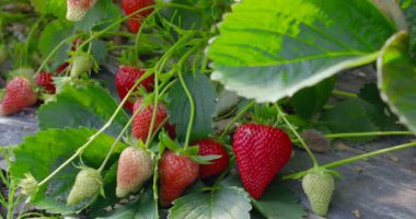 Tarlada yetişen çilekli yeşil çalılar.