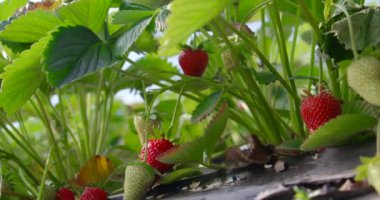 Serada mevsimlik organik çilekler olgunlaşır