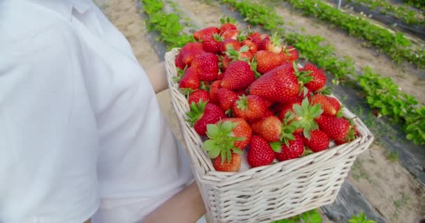 Cesta de tenencia de jardinero femenino con fresas maduras — Vídeos de Stock