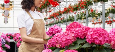 Güzel pembe ortancayla ilgilenen çekici bir kadın.. 