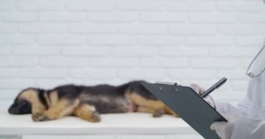 Köpek yavrusu uyurken panoya veteriner yazısı yazmak