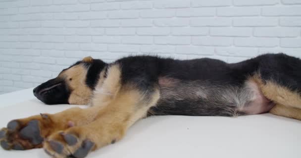 Puhdasrotuinen saksanpaimenkoira nukkuu lattialla — kuvapankkivideo