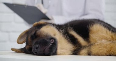 Veteriner, küçük şirin köpek yavrusu için check-up yapıyor.