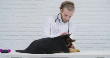 Alman çoban köpeği klinikte muayene oluyor.