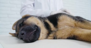 Eldivenli veteriner. Safkan köpek yavrusu için check-up yapıyor.