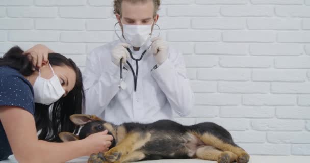 Ветеринар со стетоскопом осматривает маленького щенка — стоковое видео
