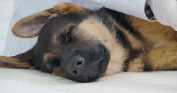 Médico competente em luvas fazendo check-up para filhote de cachorro — Vídeo de Stock