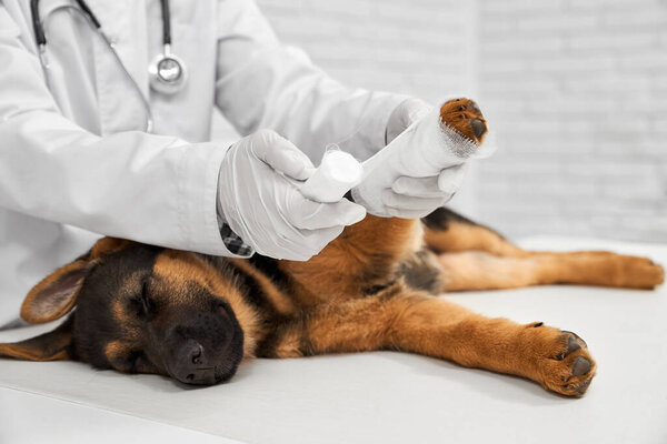 Vet rewinding paw to German Shepherd.