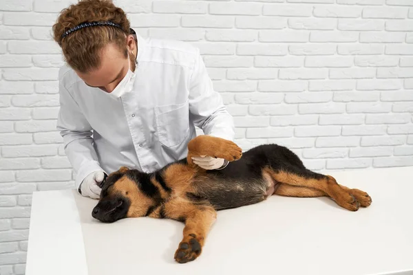 Vet kezelése német juhász állatorvosi klinikán. — Stock Fotó