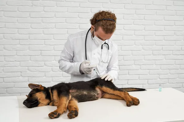 Német juhász által beoltott állatorvos. — Stock Fotó