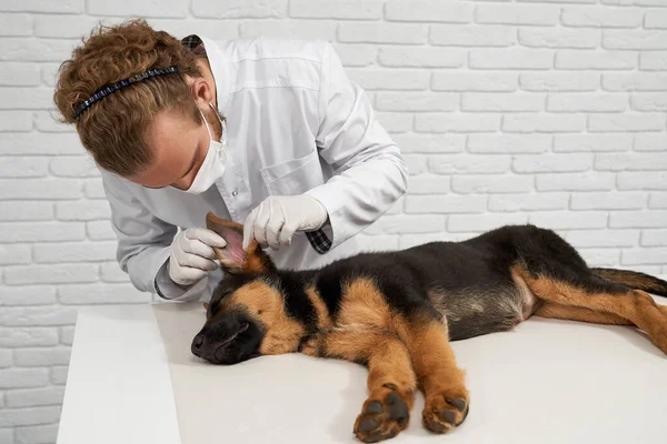Vet in white lab coat vizsgáló kutya fül. — Stock Fotó