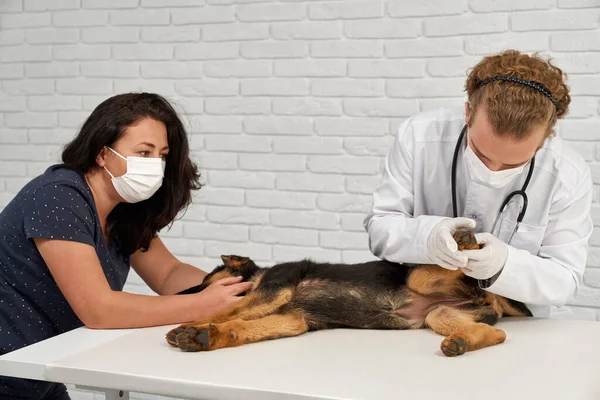 Schäferhund wird von Tierärztin und Krankenschwester untersucht. — Stockfoto