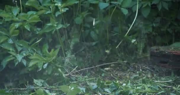 Professional gardener with electric mower trimming grass — Stock Video