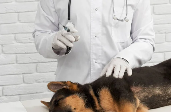 Pastore carino cane sdraiato sul tavolo bianco prima della vaccinazione in clinica veterinaria. — Foto Stock