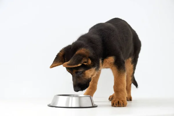 Hungry german shepherd puppy looking in silver bowl on white studio background. — Stock Photo, Image