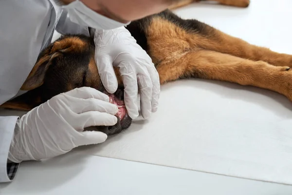 Férfi állatorvos maszk és kesztyű vizsgálata fogak pásztor kiskutya a klinikán. — Stock Fotó