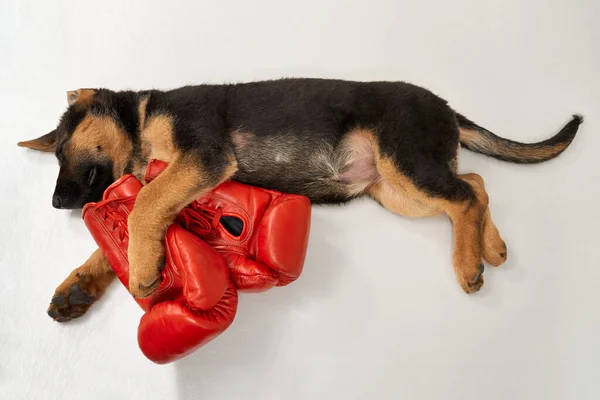 하얀 등에 빨간 복싱 글러브를 끼고 자고 있는 독일인 양치기 강아지. — 스톡 사진
