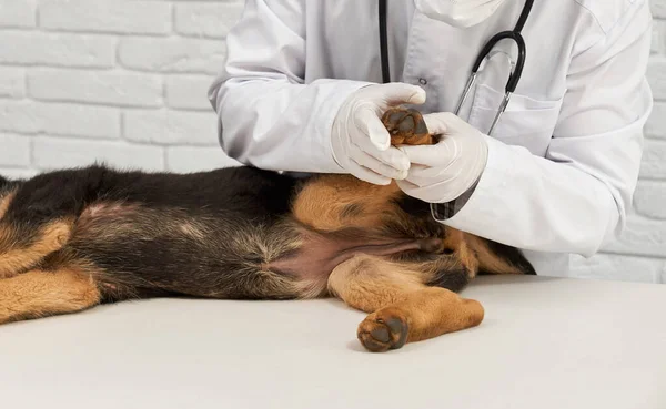 Vet raising dog paw in vet clinic. — Stock Fotó