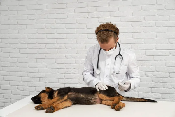 Dog being injected in tail by vet. — Stock Fotó
