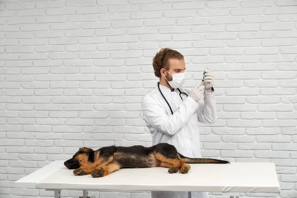 Veterinario preparazione iniezione per pastore tedesco. — Foto Stock