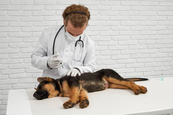 Vet giving injection to German Shepherd. — Stock Fotó