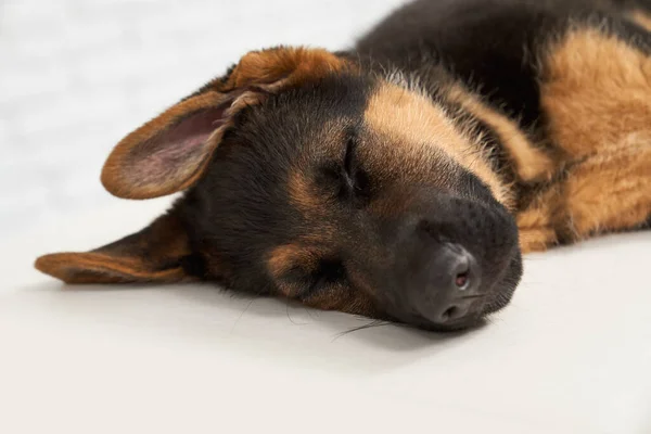 German Shepherd lying on side with closed eyes. — 스톡 사진