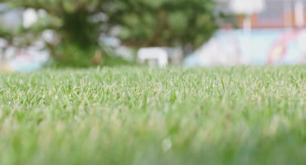 Zavřít přesný čerstvě posekaný trávník venku — Stock video