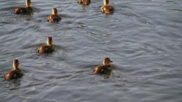 Cute ducklings following mother duck while swimming on pond — Stockvideo