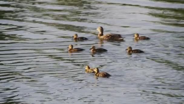 Little ducklings swimming with mother duck on city lake — Stock video