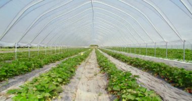 Serada yetişen çilek çalıları.