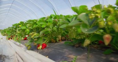 Seranın zemininde yetişen taze lezzetli çilekler.