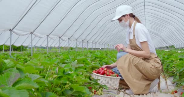 戴口罩的妇女采摘新鲜成熟草莓 — 图库视频影像