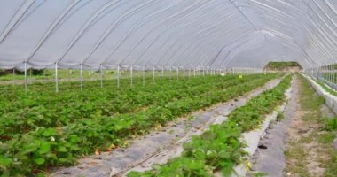 Serada yetişen çilekli yeşil çalılar.