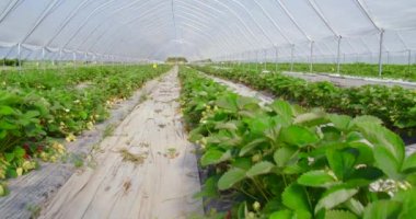 Büyük doğal organik çilek çiftliği.