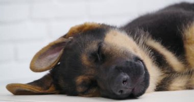 Sevimli küçük köpek yerde tatlı tatlı uyuyor.