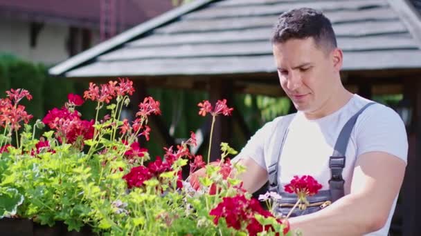 Красивий білий чоловік у футболці доглядає за рослинами в сонячний день . — стокове відео