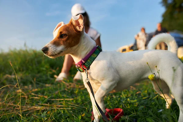 Cão branco com orelhas castanhas olhando para a frente fora. — Fotografia de Stock