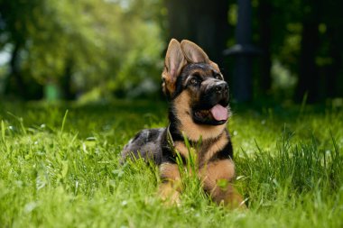 Meraklı Alman çoban köpeği çimlerin üzerinde yatıyor.