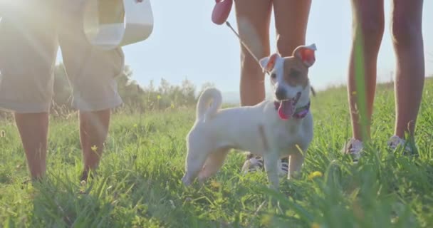 Jack Russell terrier z właścicielami stojącymi na zielonej łące letniej. — Wideo stockowe