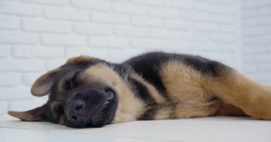Stüdyoda uyuyan siyah ve kahverengi şirin bir köpek yavrusu ve beyaz bir altyapısı var. Safkan evcil hayvan kestiriyor. Rahatlama zamanı..