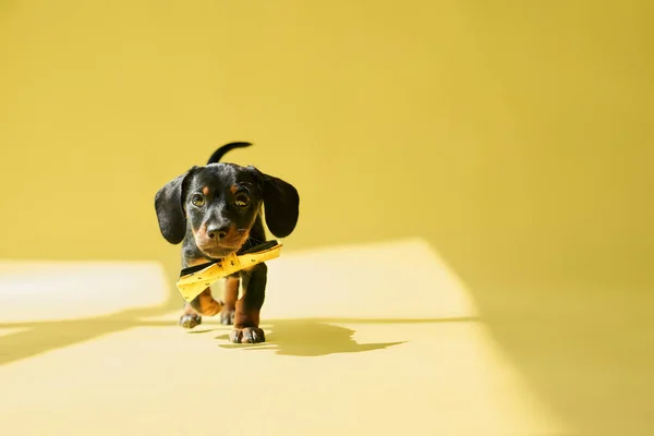 귀엽고 강아지가 장난감을 눈앞에 보입니다 목으로 카메라를 녹음실 배경에서 — 스톡 사진