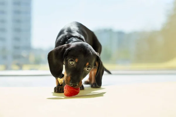 귀엽고 강아지가서 딸기를 아래를 내려다 목걸이를 동물을 갖는다는 — 스톡 사진