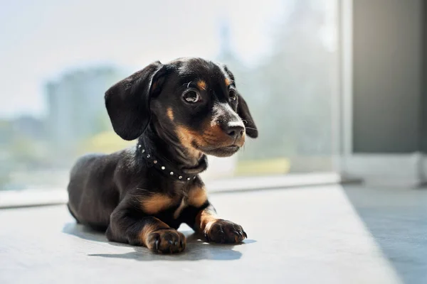 かわいい 小さな子犬 茶色の芝生と首を横に 脇を見て リラックスしたダックスフントビュー 面白い 黒の襟を着て小さな犬 ペットの概念 — ストック写真